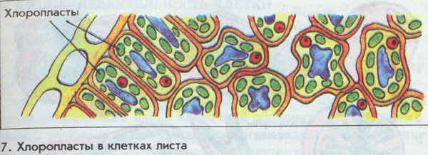 хлоропласты в клетках листа