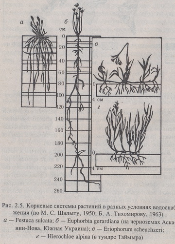 корневые системы растений