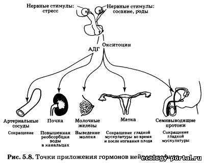 Схема регуляции лактации