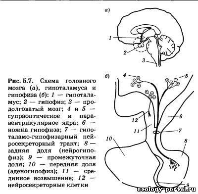 Какой участок мозга поврежден у собаки походка которой изображена на рисунке 1 спинной 2 гипоталамус