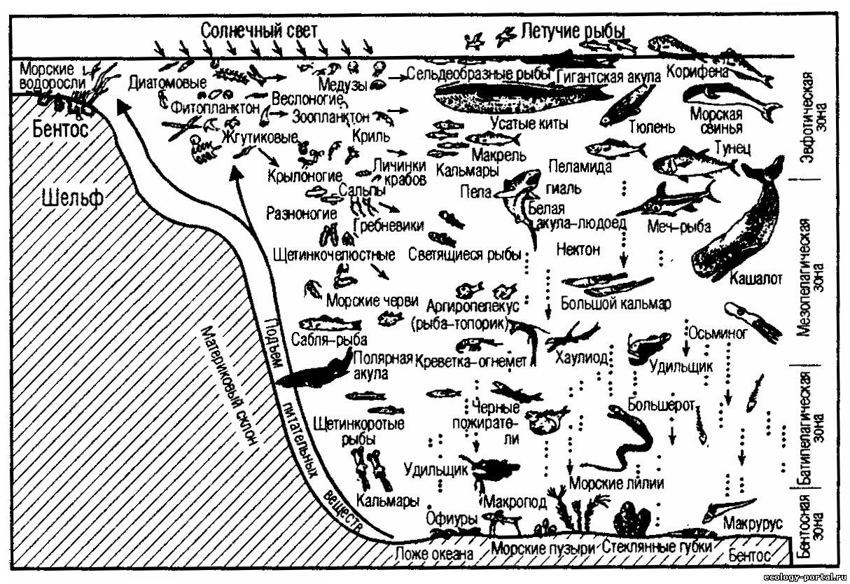 Зоны морского океана. Профиль океана и его обитатели (по н. н. Моисееву, 1983). Планктон Нектон бентос схема. Экологические группы планктон Нектон бентос. Зоны океана.