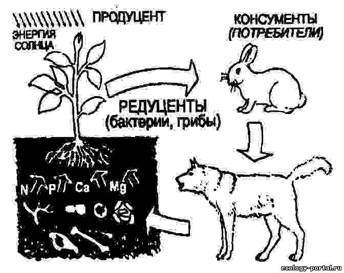 Схема консументов и редуцентов