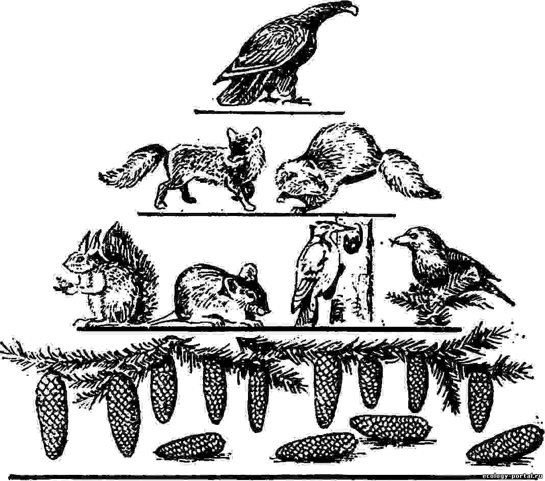 Связь между различными животными рисунок. Пирамида биомассы (по н. ф. Реймерсу, 1990). Экологическая пирамида хвойного леса. Биоценоз цепи питания пищевая пирамида. Пищевая пирамида леса.