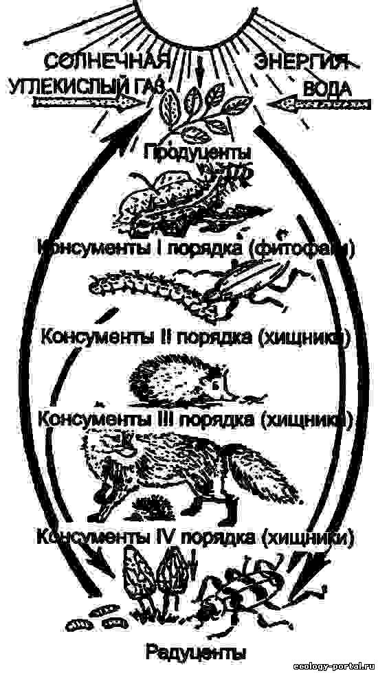 Сова консумент. Трофическая структура экосистемы цепи питания. Пирамида. Пищевая цепь и энергия в экосистеме. Биотический круговорот веществ схема. Цепочка питания круговорот.