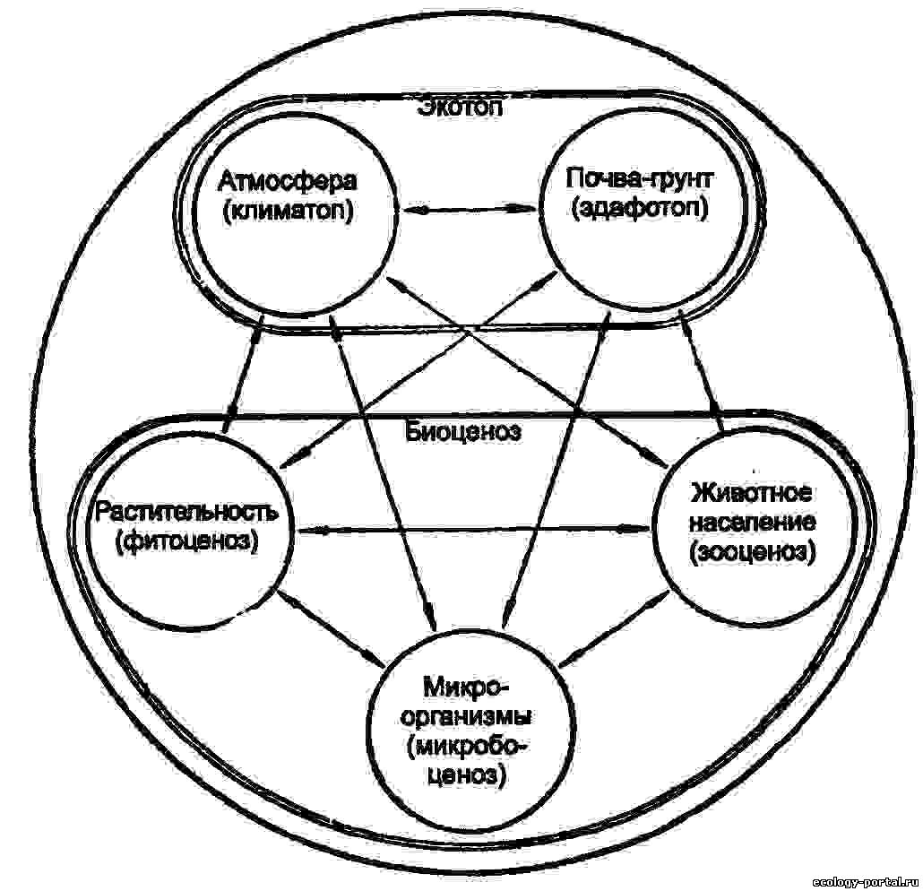 Схема строения биоценоза