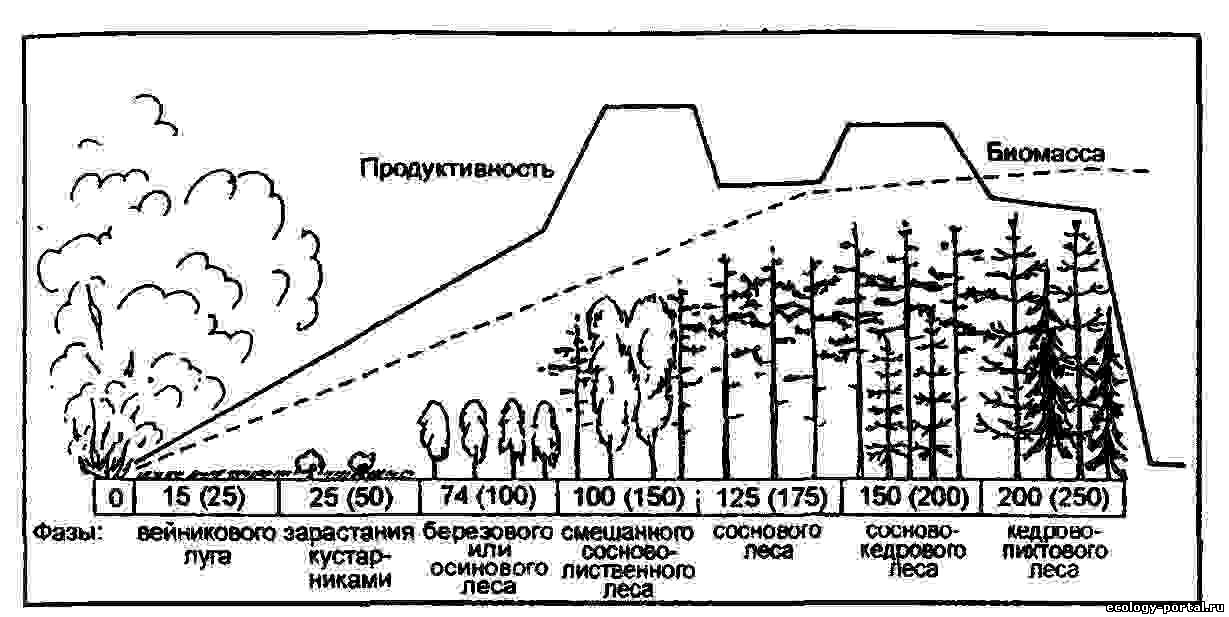 На рисунке представлена схема одного из вариантов сукцессии