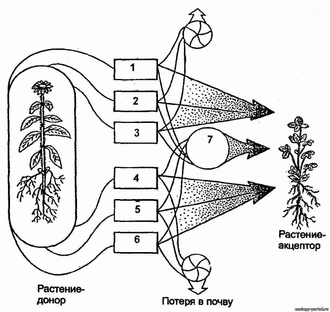 Типы взаимоотношений растений